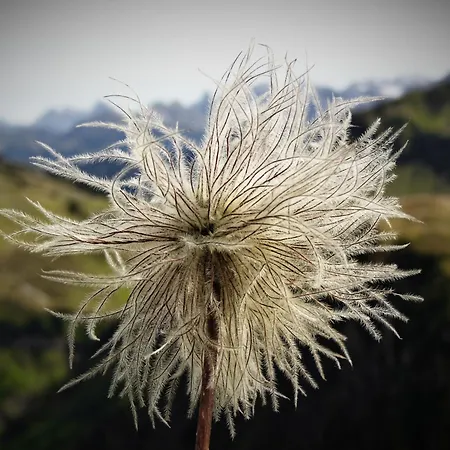 Haus Hoalp Au (Krumbach)